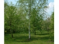 Apfelus birkensis