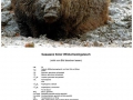 Gaaaaanz feiner Wildschweingulasch